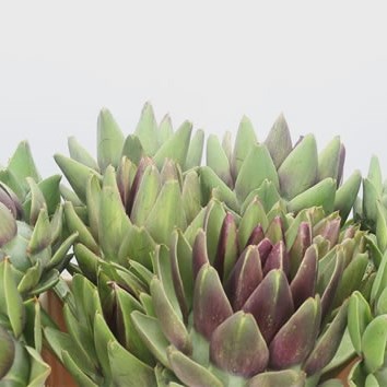 Cynara Purple Romanga
