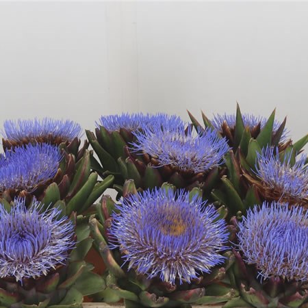 Cynara Purple Romanga Blooms