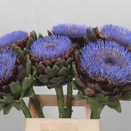 Cynara Purple Romanga Blooms