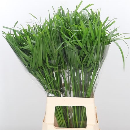 Cyperus Alternifoliu