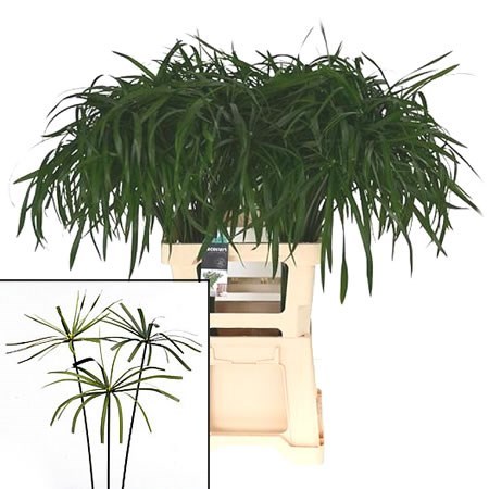 Cyperus Alternifoliu