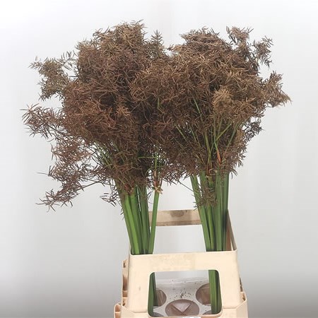 Cyperus Daisy Sparkle