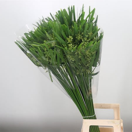 Cyperus Glaber