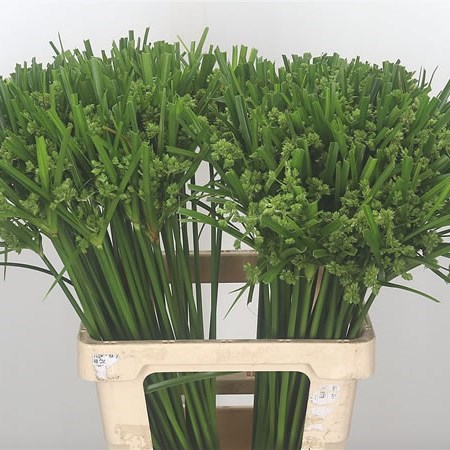 Cyperus Glaber