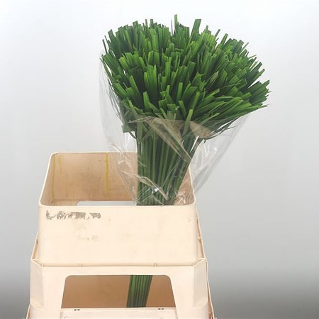 Cyperus Papyrus