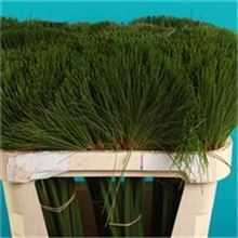 Cyperus papyrus
