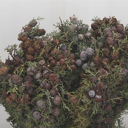 Cypresse Blue & Berries