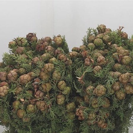 Cypresse Green & Berries
