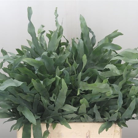 Cyrtomium Fortunei