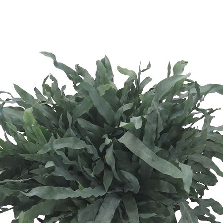 Cyrtomium Fortunei