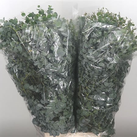 Eucalyptus Gunni (Extra)