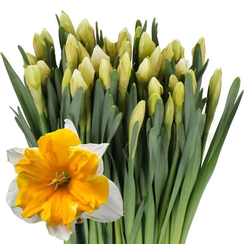 DAFFODIL - ORANGERY