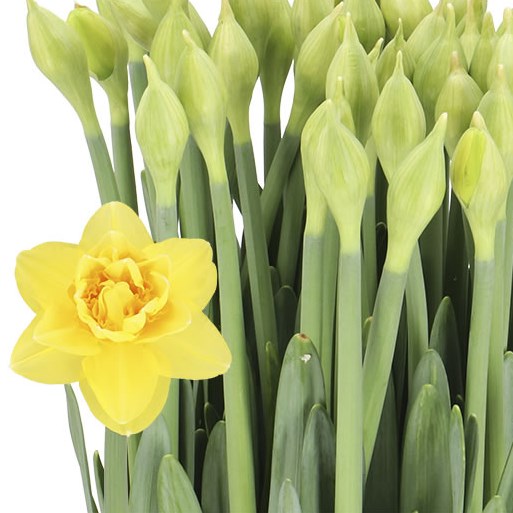 DAFFODIL - VENETO