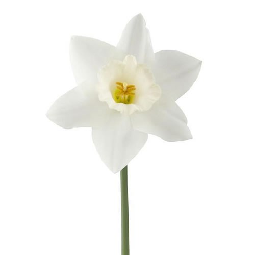 DAFFODIL - WEDDING BELL