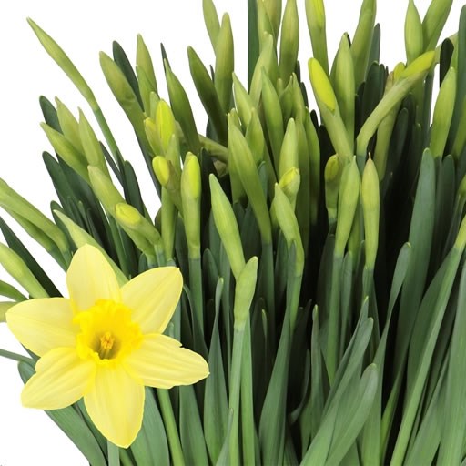 DAFFODILS - FORTUNE