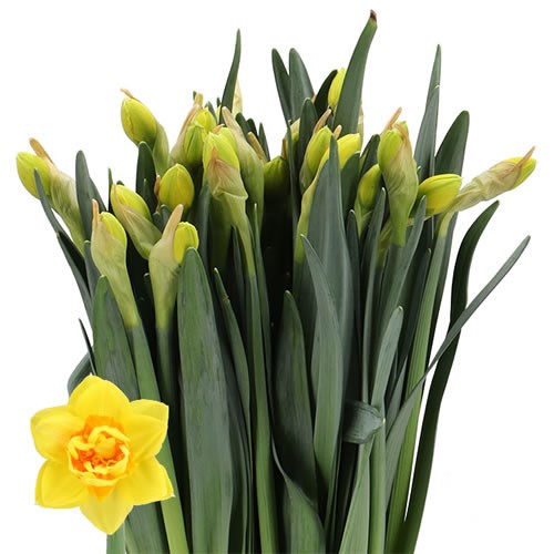 DAFFODIL - PEONY DOLCE VITA