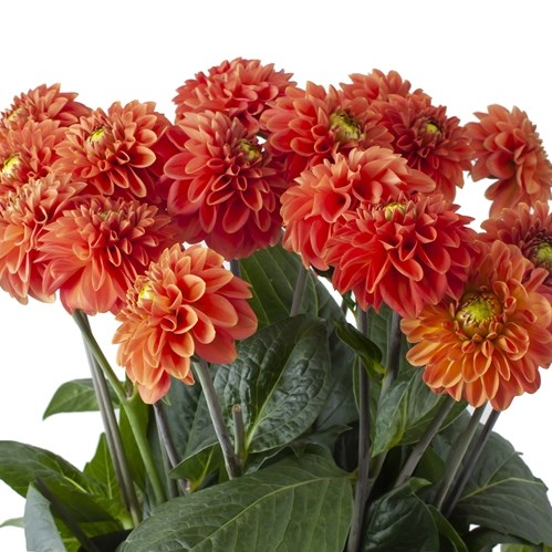 DAHLIA BRIGHT ORANGE