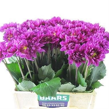 DAHLIA CARTOUCHE