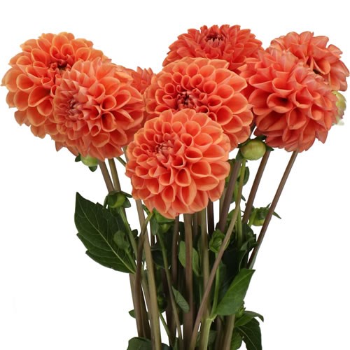 DAHLIA CORNEL BRONZE