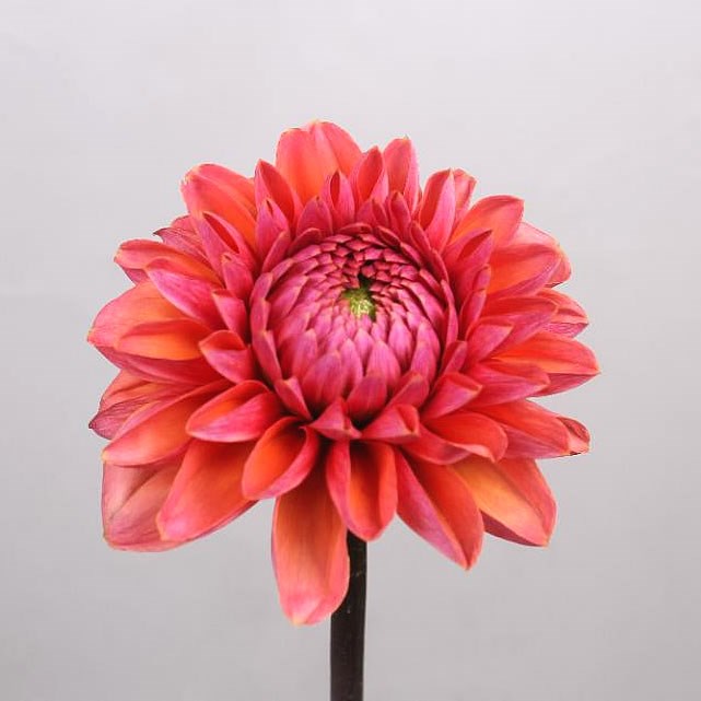 DAHLIA DAISY DUKE