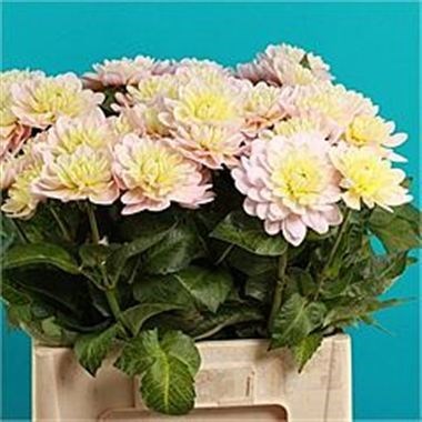 DAHLIA DIANAS MEMORY