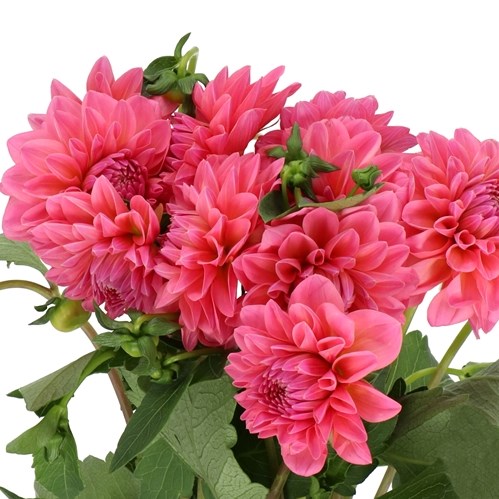 DAHLIA DORIS DUKE