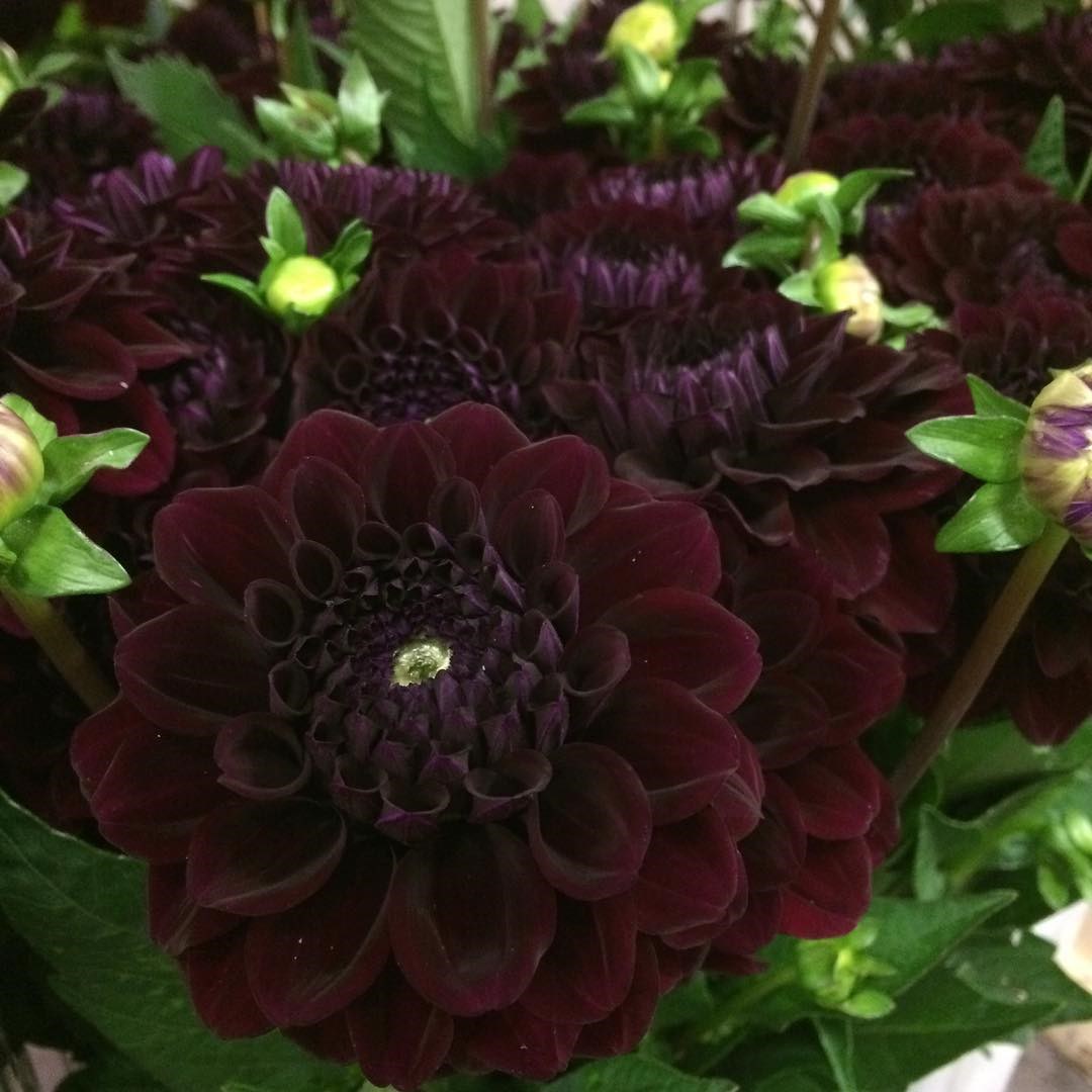 DAHLIA DUKE DUWEN