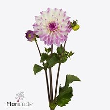 DAHLIA HAPET BLUE EYES