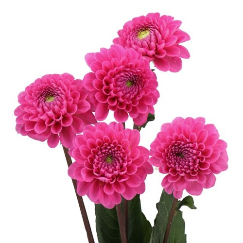 DAHLIA HAPPY HOUR