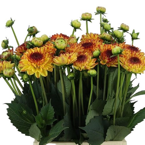 DAHLIA ICOON