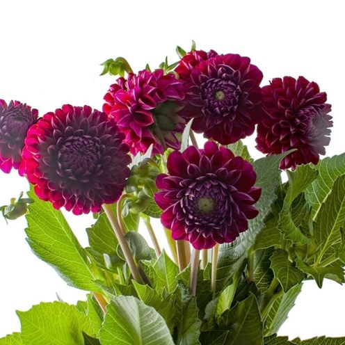 DAHLIA IVANNETTI