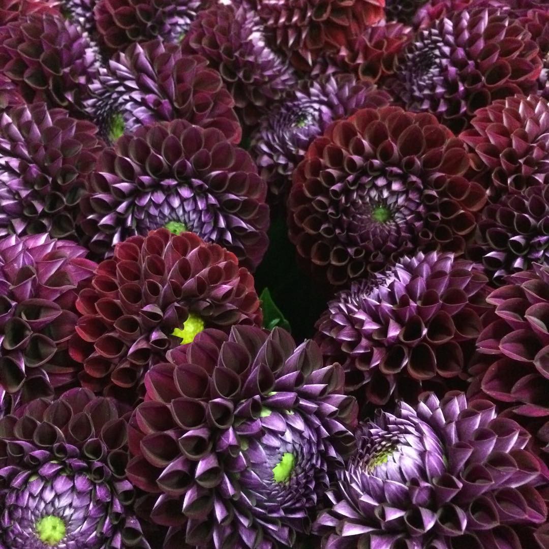 DAHLIA IVANNETTI