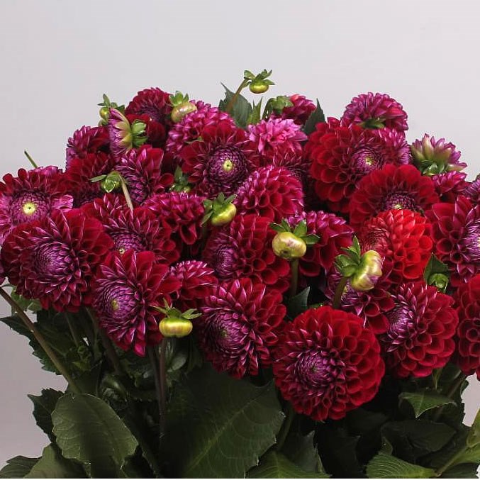 DAHLIA IVANNETTI