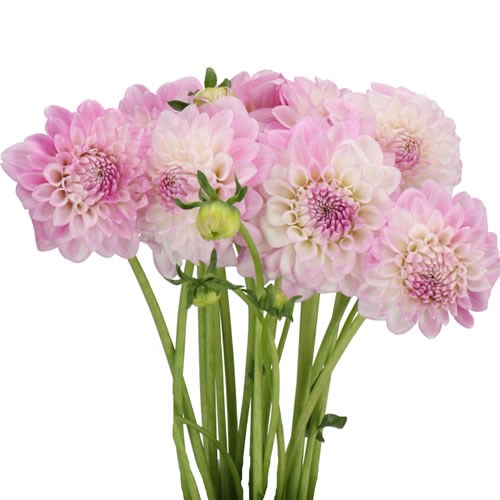 DAHLIA JANICK SYMPHONY