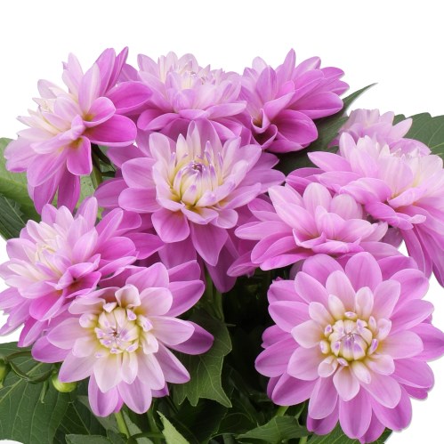 DAHLIA JOSEPH