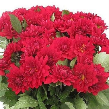 DAHLIA KARMA AMORA