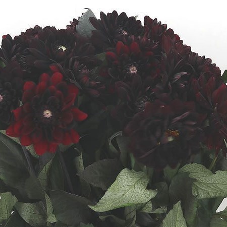 DAHLIA KARMA CHOC