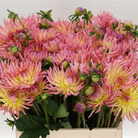 DAHLIA KARMA SANGRIA