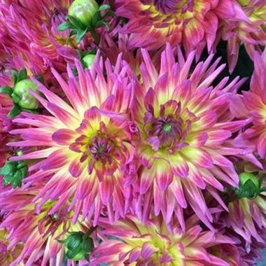 DAHLIA KARMA SANGRIA