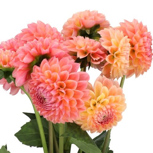 DAHLIA LINDA'S BABY