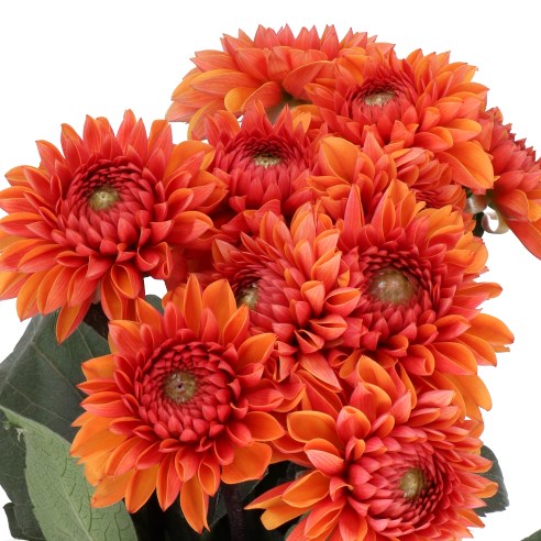 DAHLIA LOVE OF MY LIFE