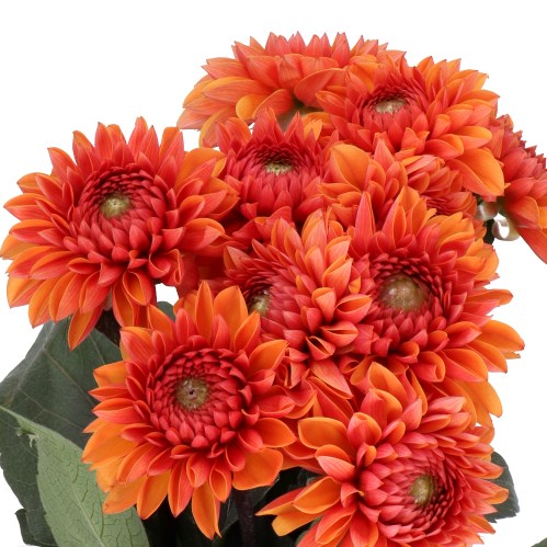 DAHLIA LOVE OF MY LIFE