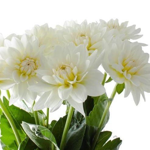 DAHLIA MAARTEN ZWAAN