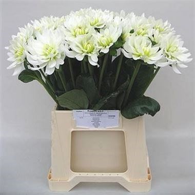 DAHLIA MAARTEN ZWAAN