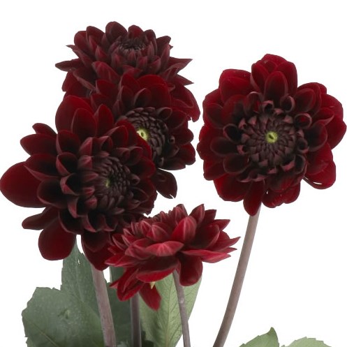 DAHLIA MANOA