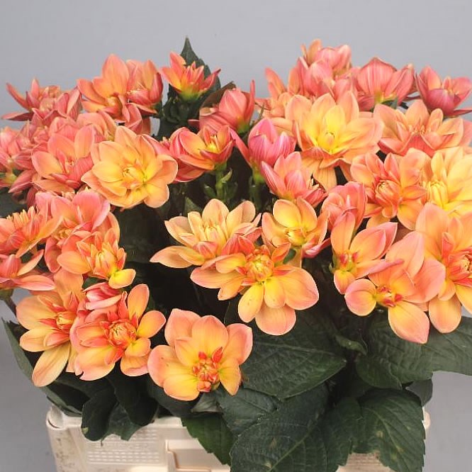 DAHLIA MISTER FRANCE