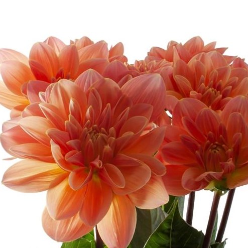 DAHLIA MISTER FRANCE