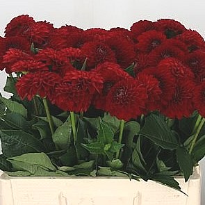 DAHLIA NESCIO
