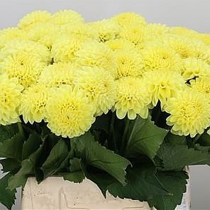 DAHLIA NETTY YELLOW
