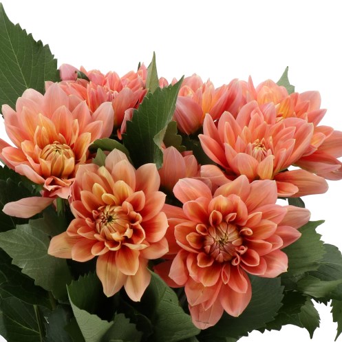 DAHLIA NICHOLAS